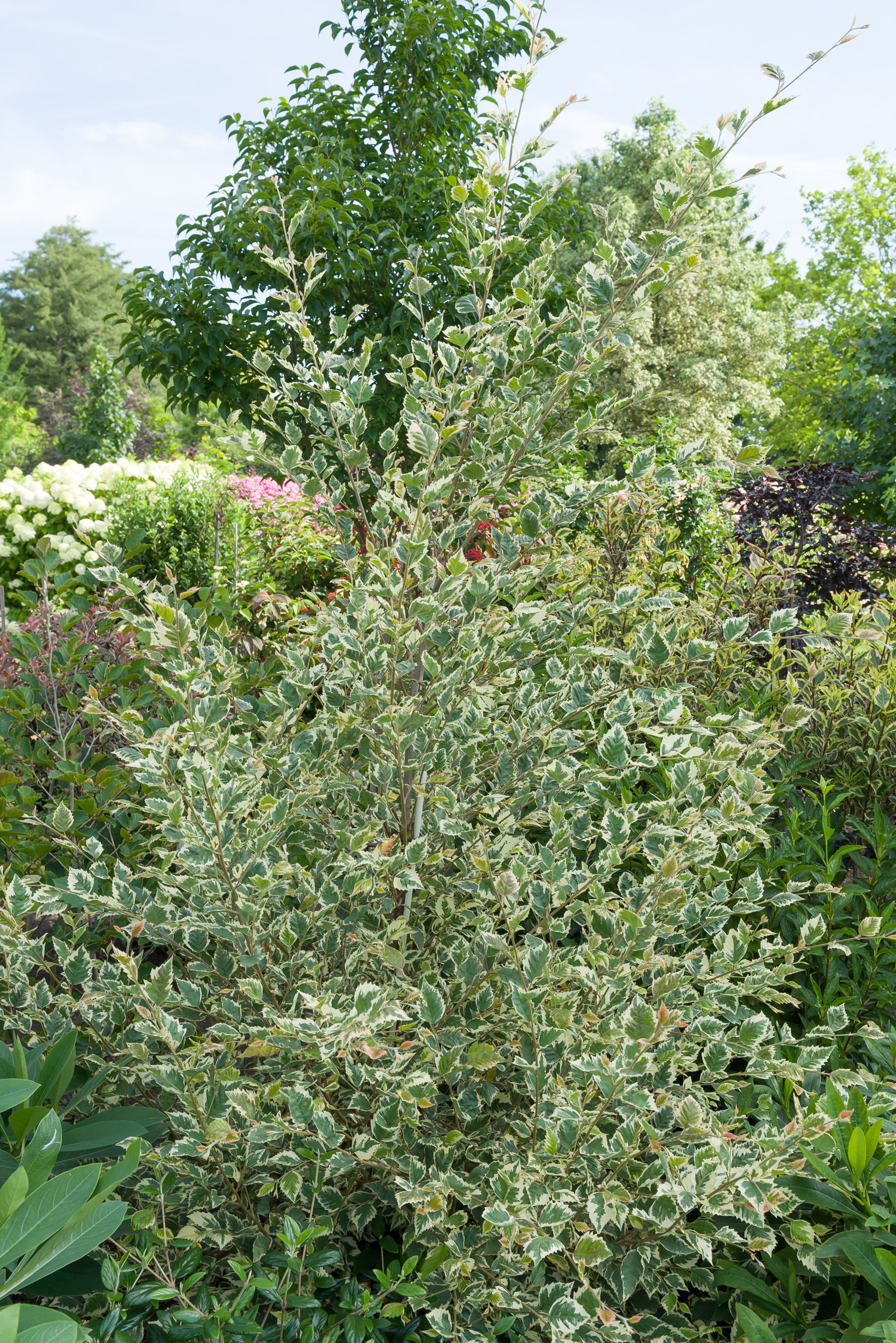 Betula nigra 'Shiloh Splash'